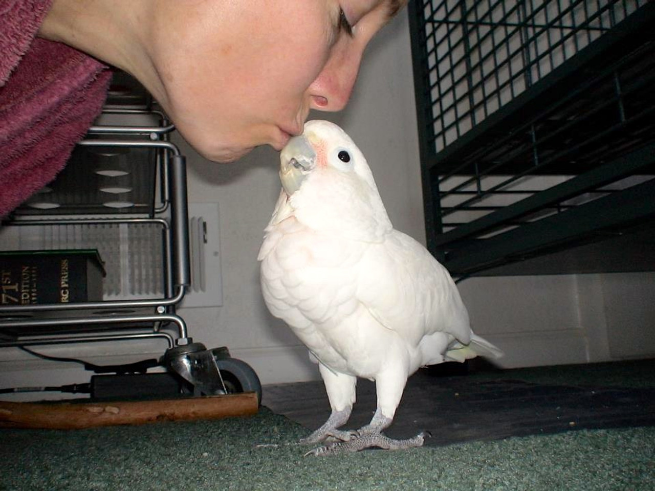 Manu is everything a Goffin Cockatoo is